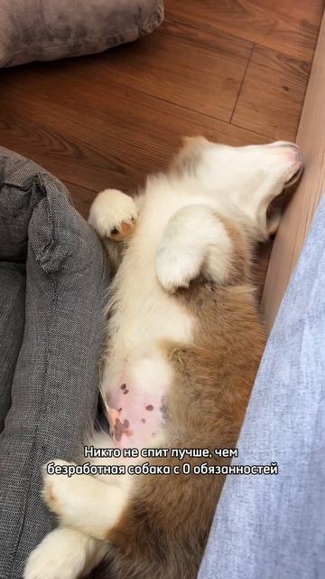 Сладкая булочка Корж каждый день