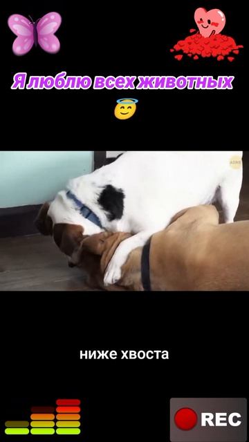 Животные приколы и не только😅