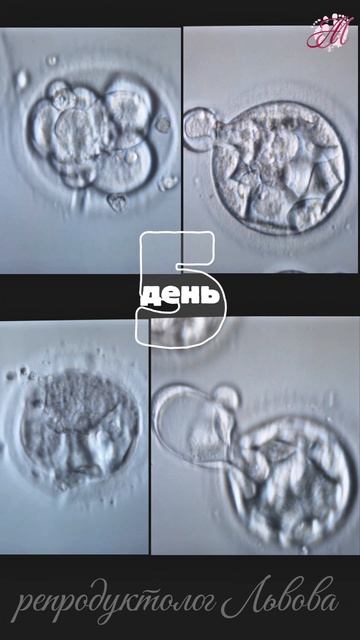 От оплодотворения до 7го дня развития 🔬