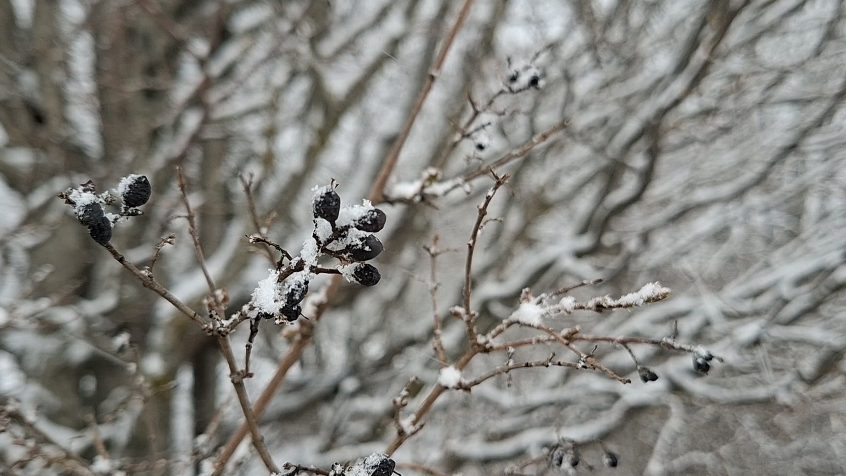 Дорога на Чатыр-Даг. Дыхание гор #горы #природа #снегвгорах #непогода #снежно #красотаприроды #лес