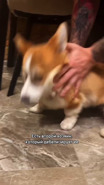 В блоге про жизнь с Коржом