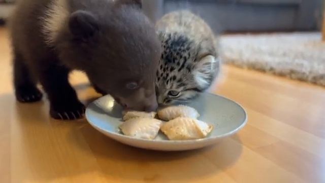 Домашняя жизнь крошечного  котёнка палласовской кошки.