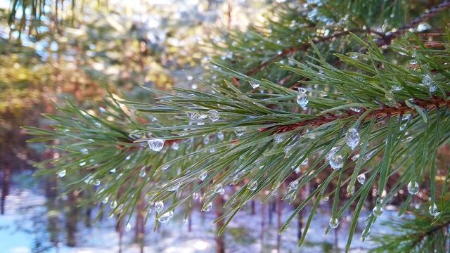 В. Шекспир. Сонет 145. Я ненавижу, - вот слова...