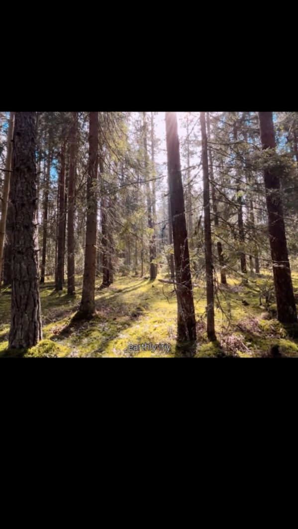 Лесная сказка #земнойирий #природа #лес #грибы #красотаприроды #лесноеприключение