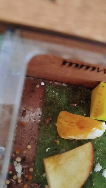 что выберут муравьи мандарин🍊 или яблоко🍎???🐜🐜🐜