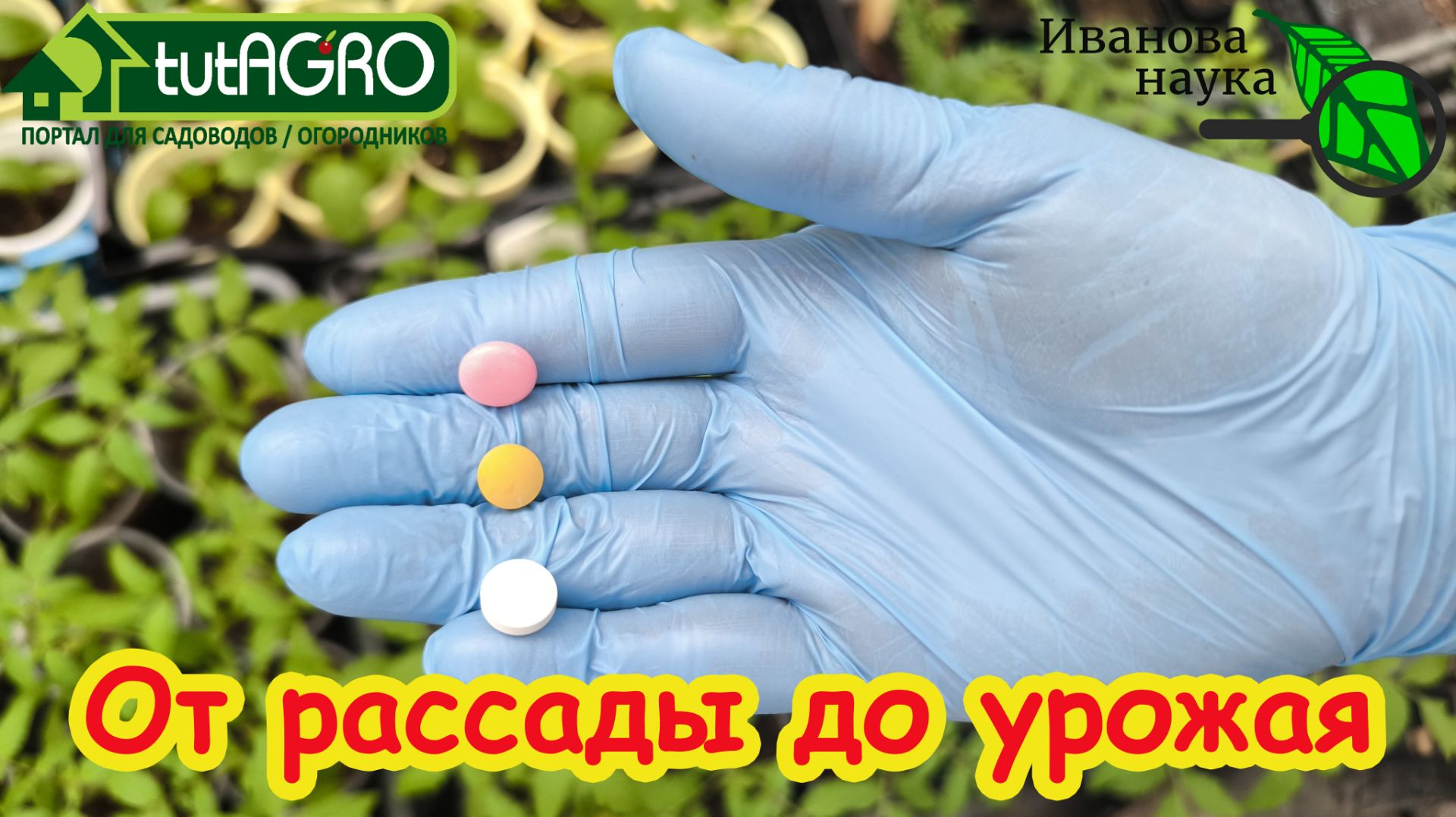 Не покупайте дорогую подкормку! 3 аптечных средства для мощной рассады и урожай в 5 (!) раз больше!