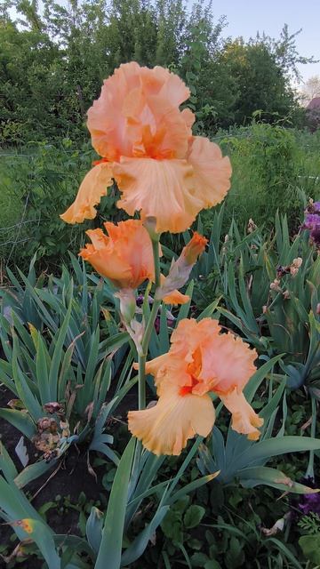 ОТЭМ РЭСЛИНГ / AUTUMN RESLING (Р. Шрайнер 2006).mp4