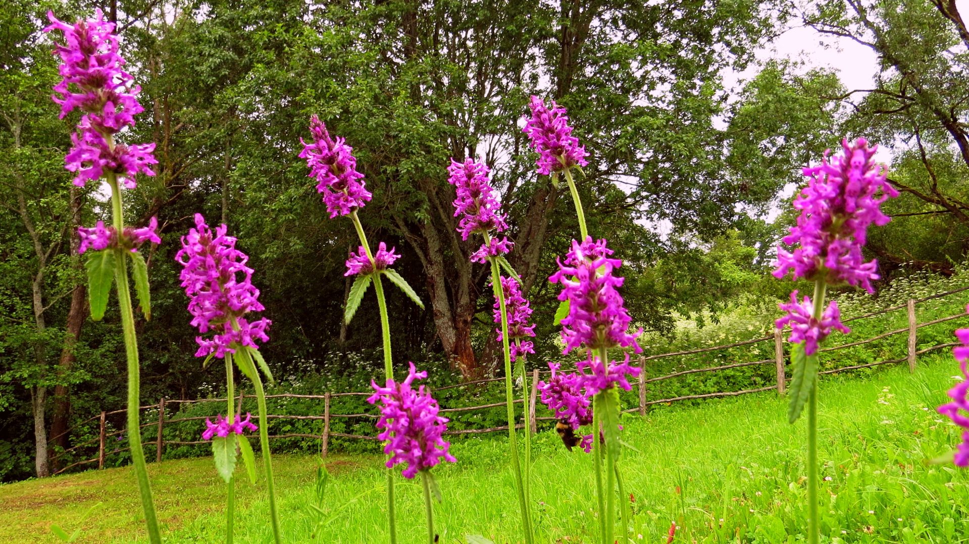 На склоне. Осень 2025