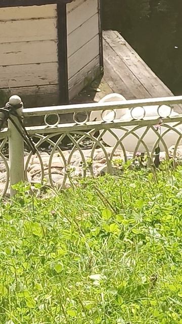 Лебедь - мать