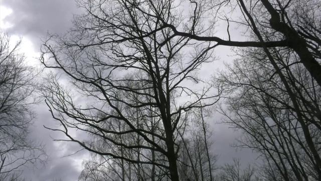 Благодаря дождливой погоде, в Воронежской области пока не введён особый противопожарный режим