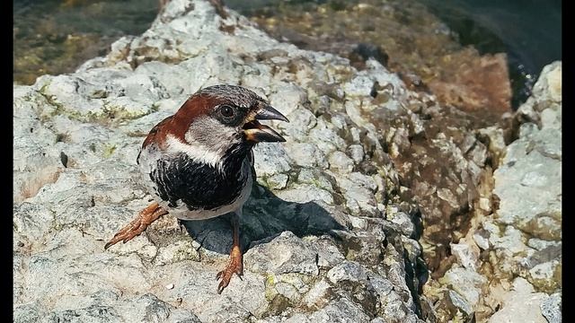 В. Шекспир. Сонет 143. Нередко для того, чтобы поймать...