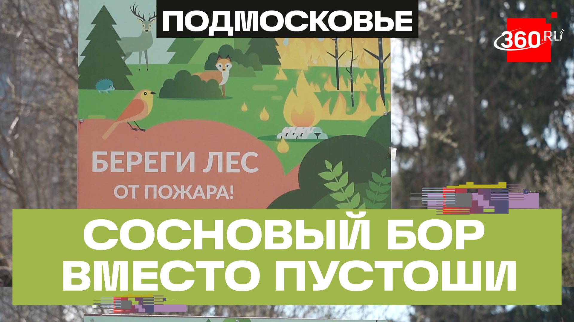 Более 350 тысяч деревьев за 12 лет: как в Одинцове восстанавливают лес