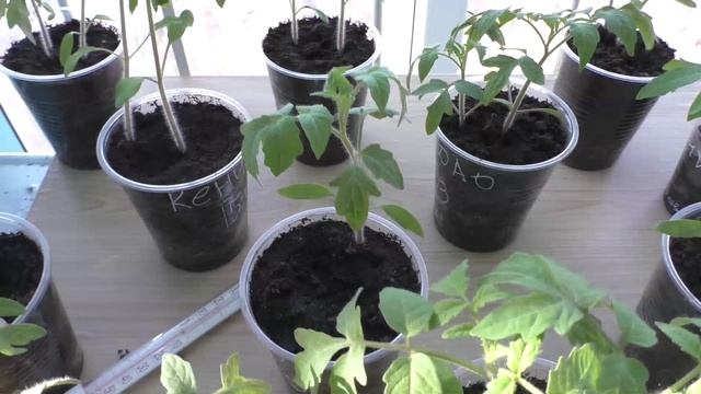 Уход за рассадой помидоров через месяц