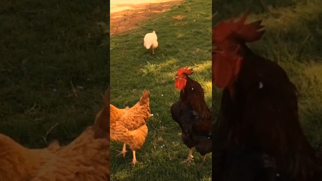 куриный трактор #фермерство #яйца #куры #птицеводство #курятник #курыдома #сельскоехозяйство #бройле