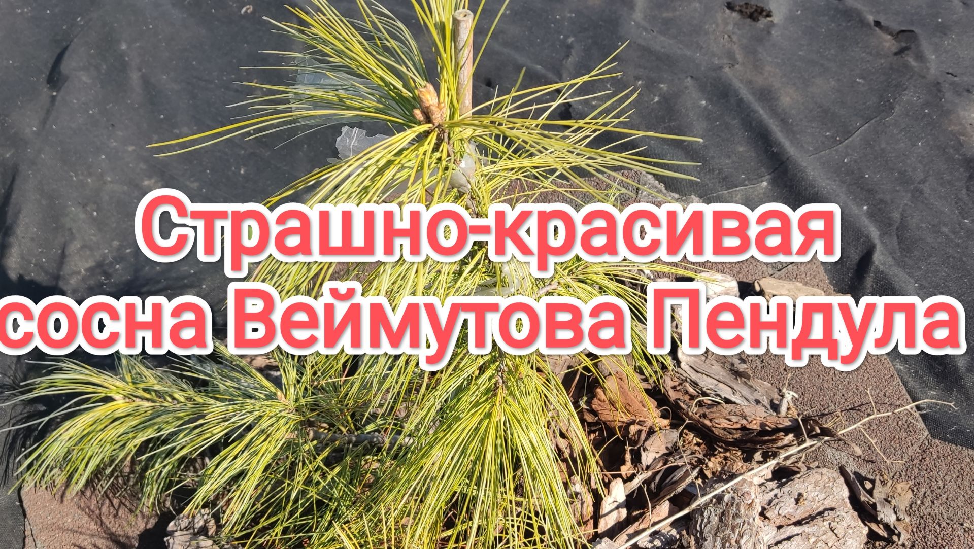 Страшно-красивая сосна Веймутова Пендула