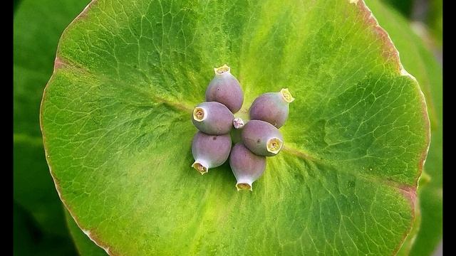 Р. Тагор. Жизнь