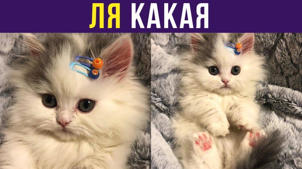 ЛЯ КАКАЯ))) Приколы