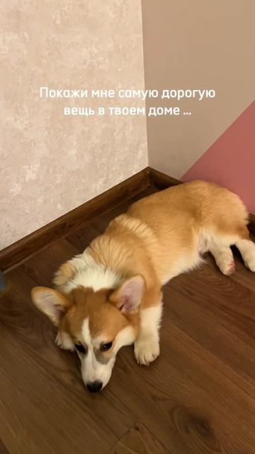 Не ожидала, что корги такие дорогие) Причем когда мы покупали, только выставочные малыши были