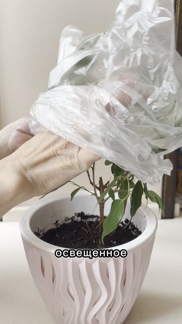 Как нарастить листья фикусу 🌱 арт WB на трехкомпонентные универсальные удобрения: #WW327076