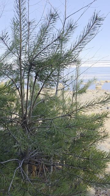 На берегу Онежского озера. Апрель