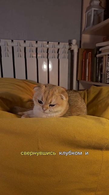 Кото-Факты день 7(Часть 17) #cat #видосыоткота #Кото-Факты