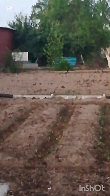 Однажды на даче.🤗 Архив.