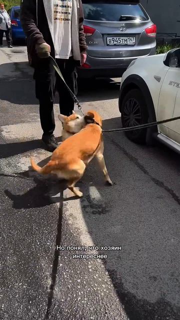 Следи за коржиком и будь в коржи‑настроении #корги #dogpersonality #funnydogs #поведение #shorts