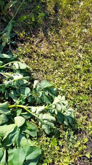 ЧУДО УДОБРЕНИЕ! Эксперимент над картофелем! (часть3)