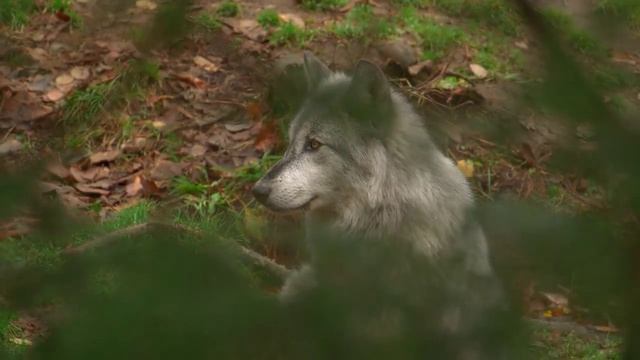 Музыка для вечера с чашкой чая