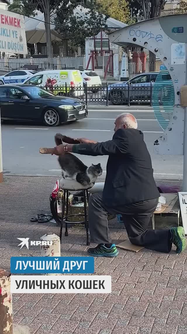 Лучший друг уличных кошек