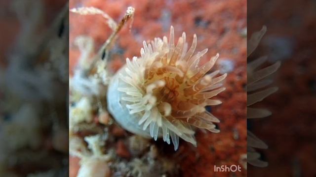 Очаровательный и бесподобный подводный мир!