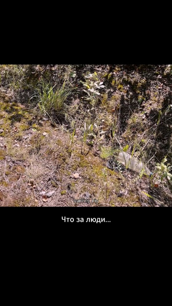 Помойка в лесу #земнойирий #природа #лес #грибы #лесноеприключение