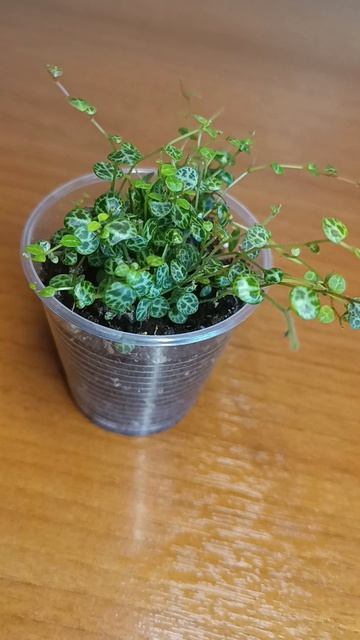 Видео для Авито ☘️🌿💚 #авито #астрахань  #пеперомия