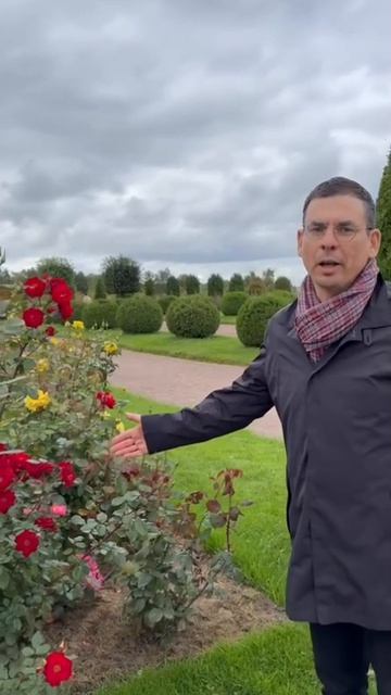 Жёлтая роза - эмблема печали, красная роза - эмблема любви. В парке роз в Петергофе.