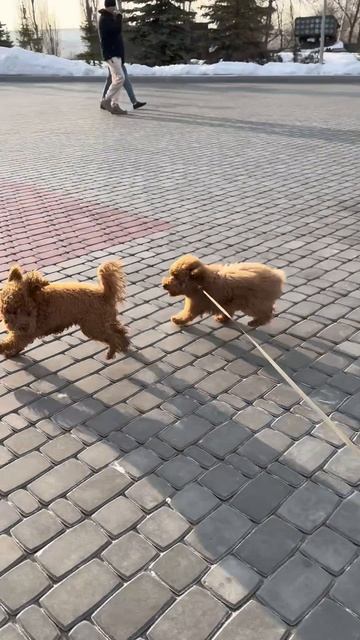 Чопа встретил друга