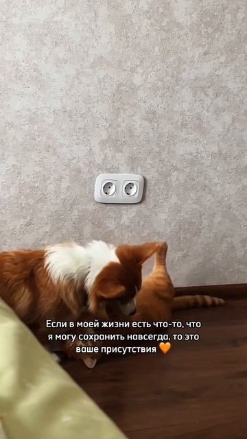 В блоге про жизнь с Коржом и Батоном