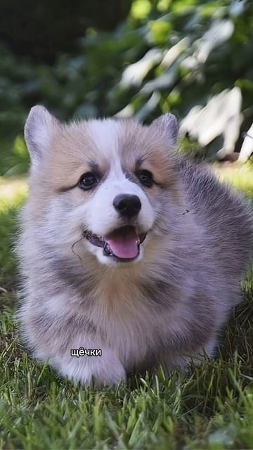 Подписывайся, чтобы не пропустить коржедень #корги #коргипемброк #corgi #корж #коргисобака #shorts