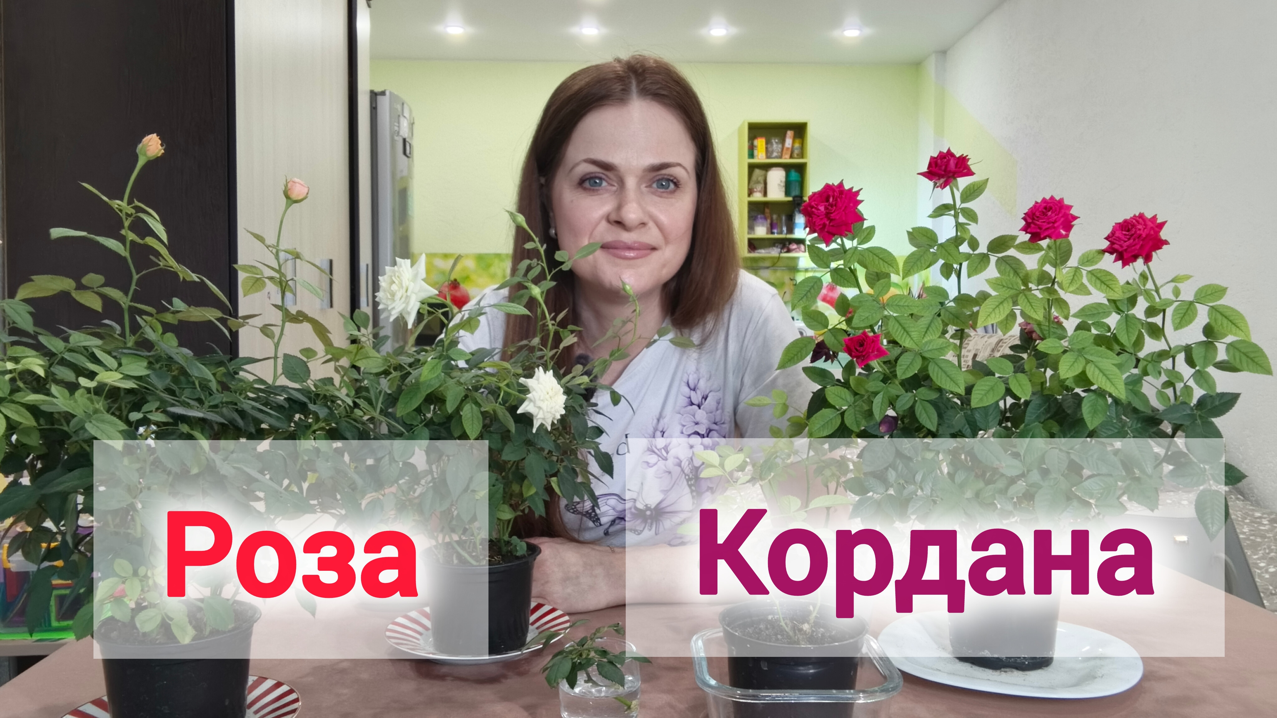 Как ухаживать за розой Кордана🌹