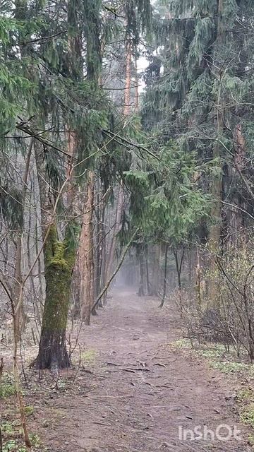 Минуты в лесу❤️🔥Тишина, наполненная пение птиц в лесной глуши🐦#птичка #лес #природа #весна #утро