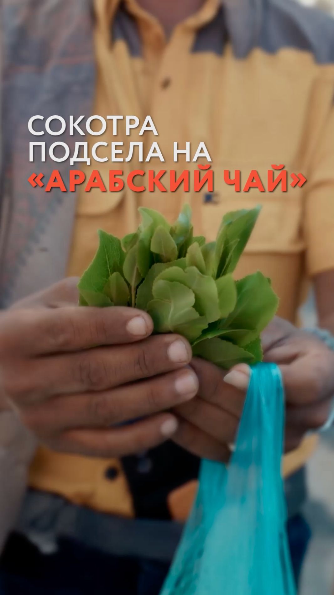 Сокотра подсела на 