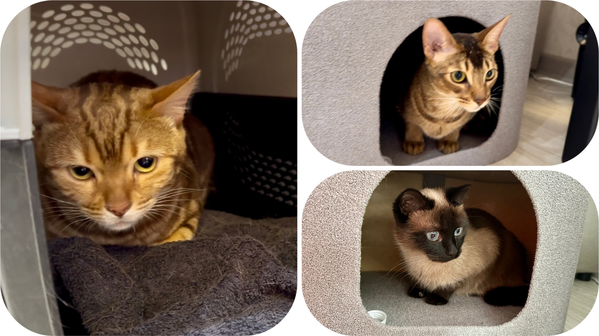 Влог/ Скоро в отпуск. А у нас 3 кота!