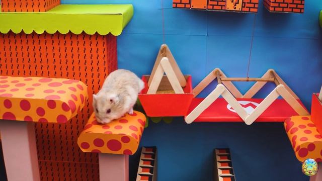 Умный хомяк разгадывает самый сложный лабиринт! часть 1