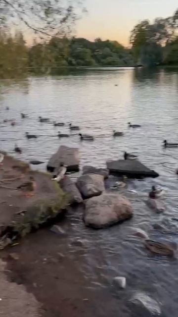 Утиная фото охота на озере в Петергофе.