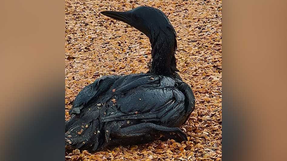 В реабилитационном центре Анапы продолжают спасать птиц