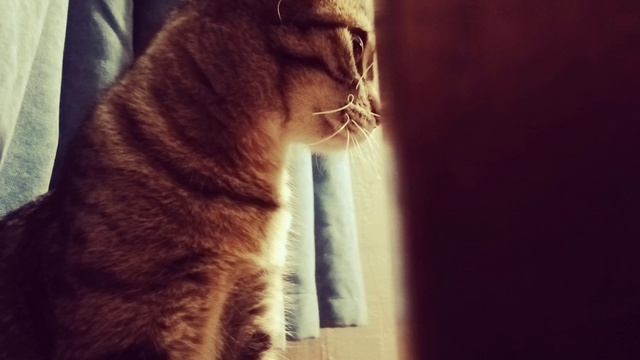 папина кися по имени Рыся 🤭