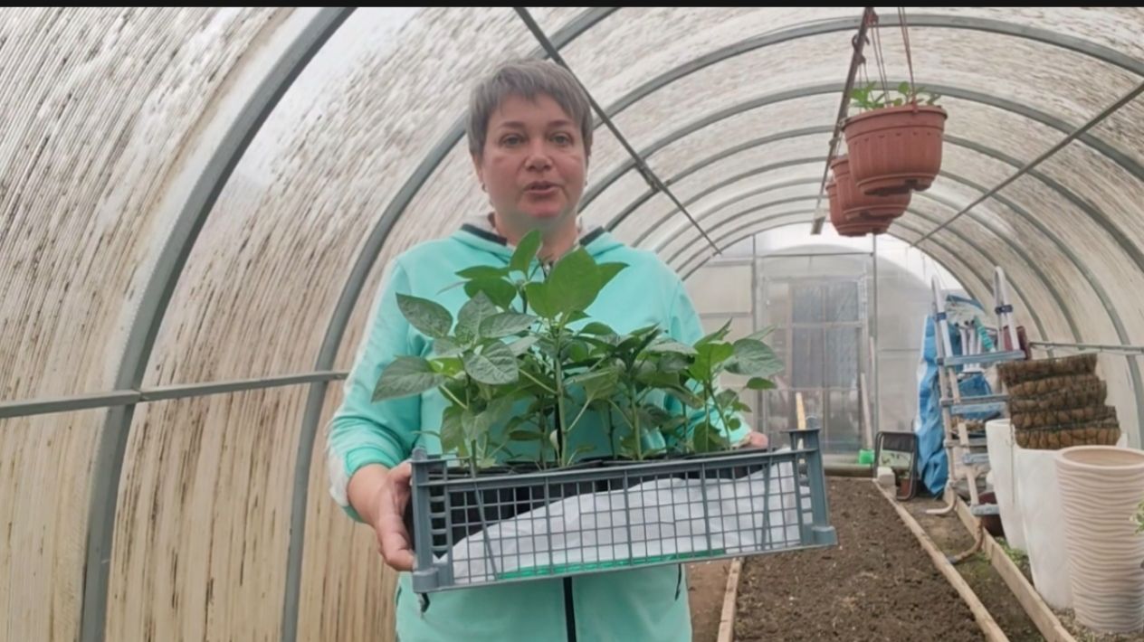 Высадила перцы. Посеяла редис.