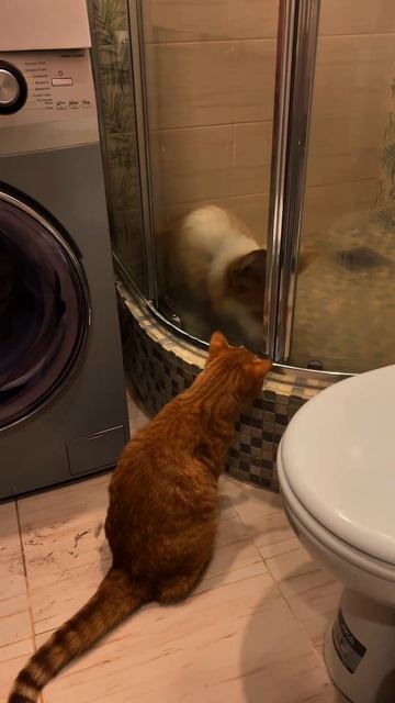 Коржик и Батон каждый день, переходи и смотри