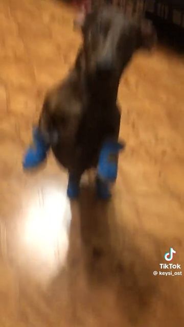 такса в сапожках