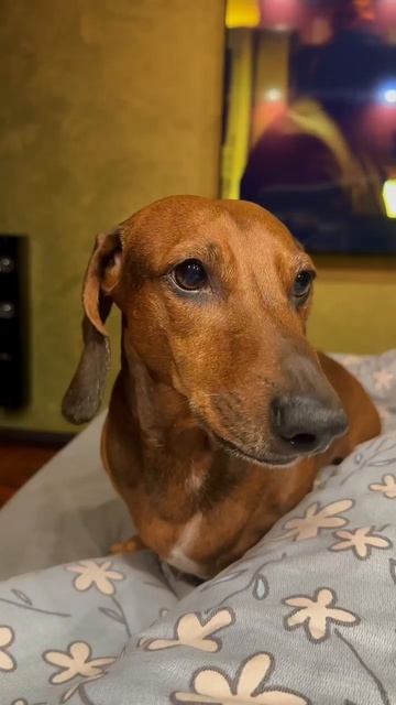 Все внимание на мячик