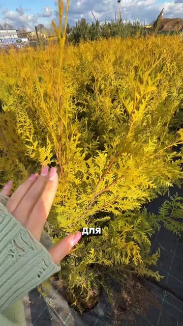 ЭТИ ТУИ разбирают мгновенно — и вот почему!🌲🔥